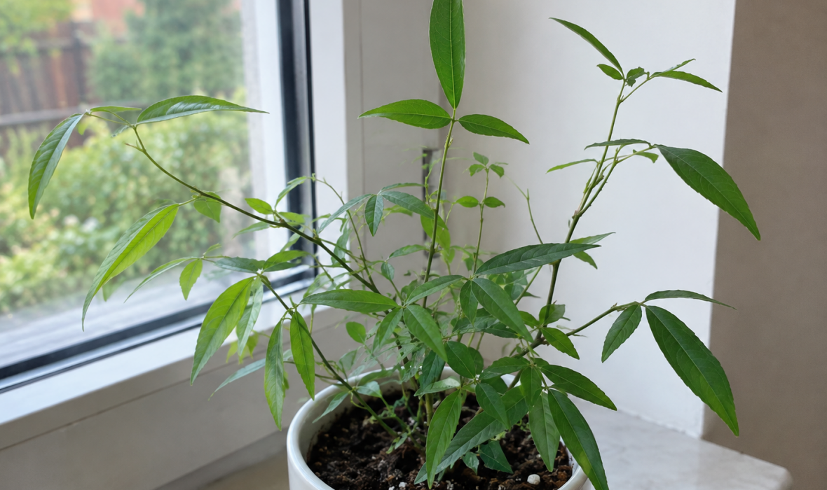 Aturi – tańcząca roślina (Codariocalyx motorius). Uprawa i pielęgnacja