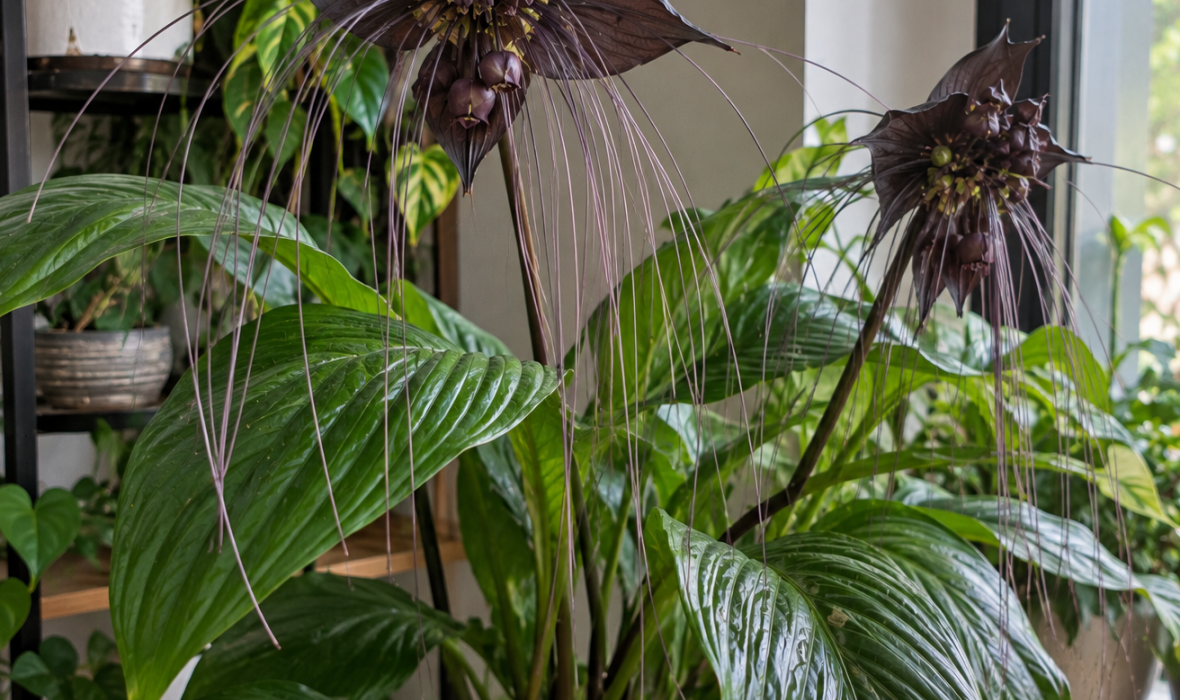 Taka Chantriera (Tacca chantrieri) – uprawa i pielęgnacja