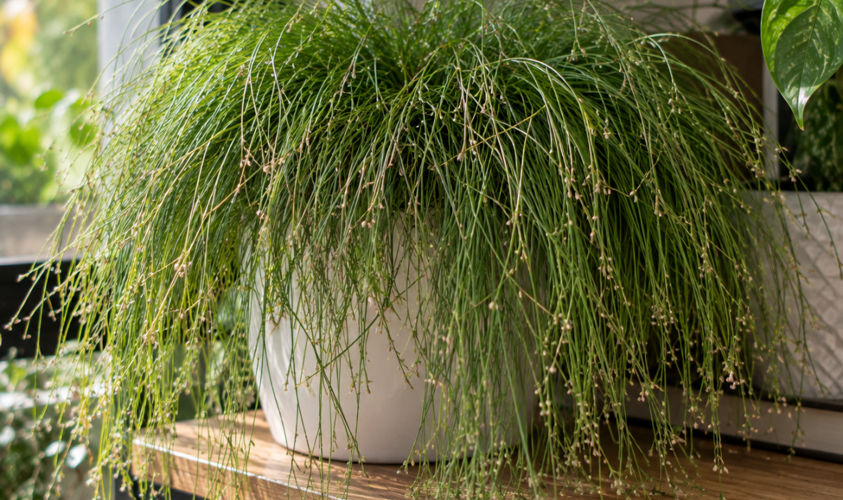 Sitniczka zwisła (Isolepis cernua, syn. Scirpus cernuus) – uprawa i pielęgnacja