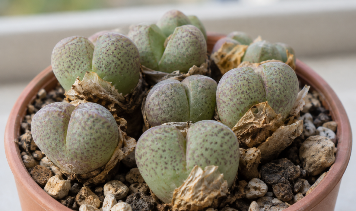 Conophytum – uprawa, podlewanie i okres spoczynku