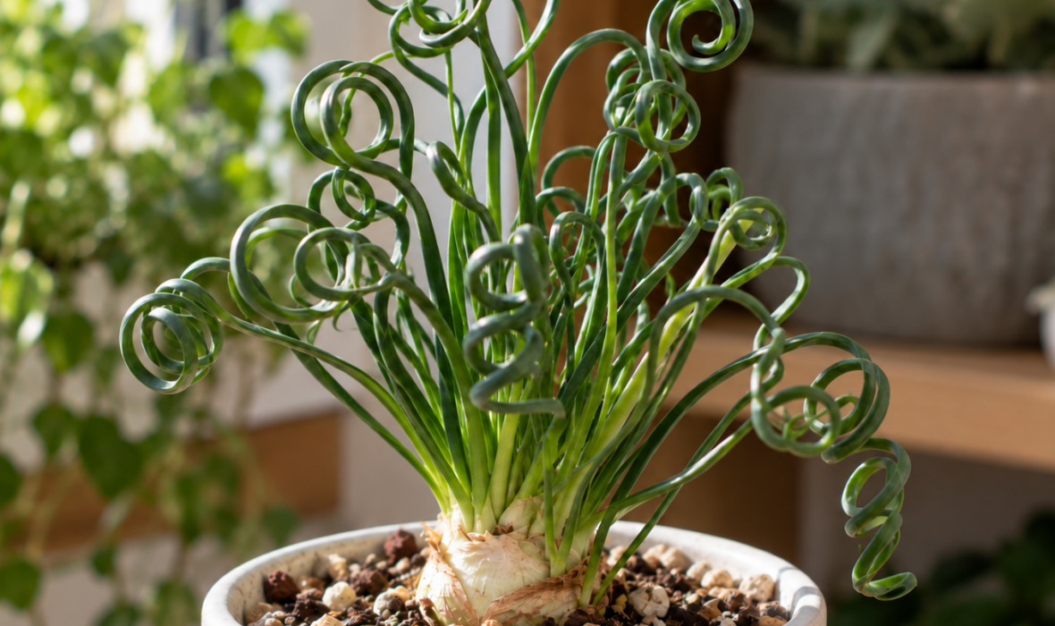 Albuka spiralna (Albuca spiralis) – uprawa i pielęgnacja